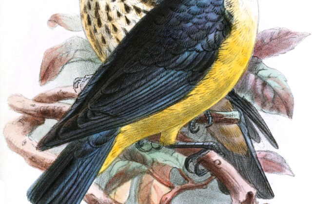 Sharpe’s Starling