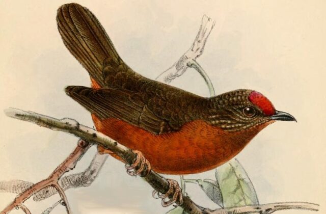 Red-fronted Antpecker