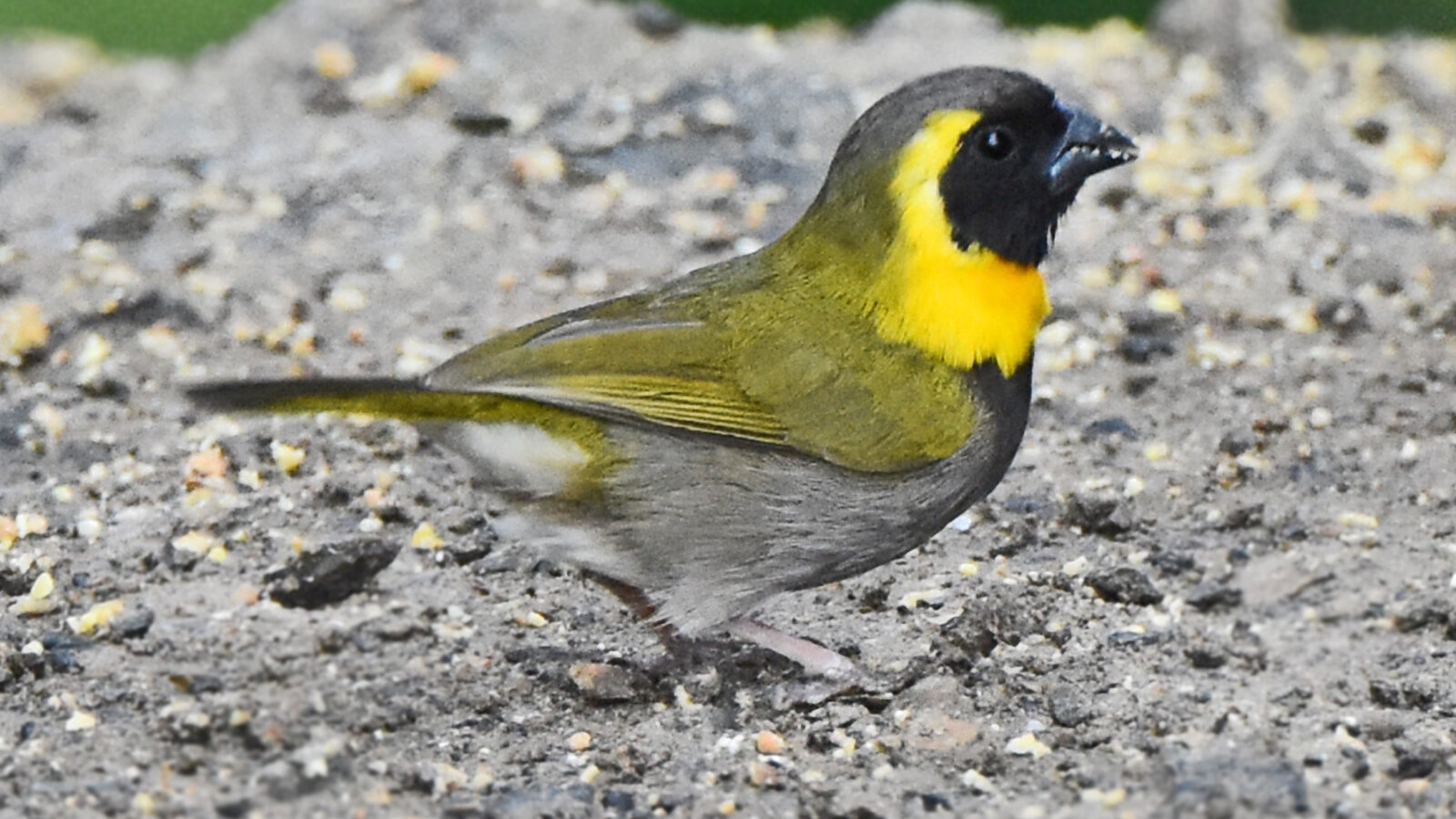 Cuban Grassquit
