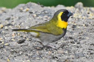 Cuban Grassquit