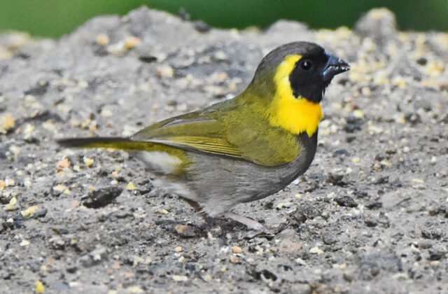 Cuban Grassquit