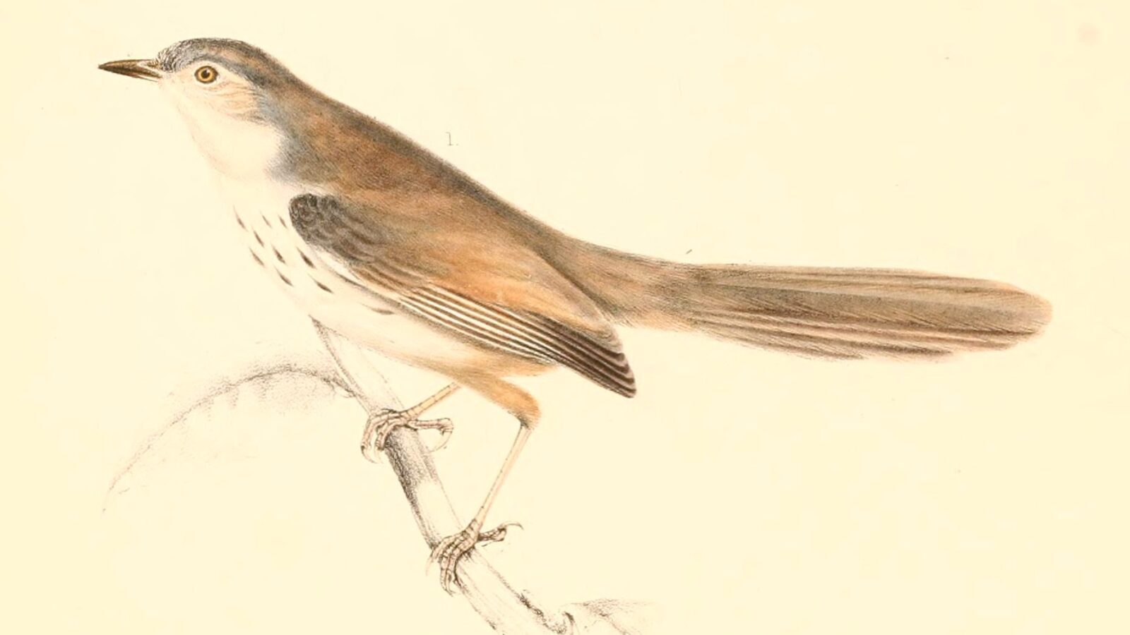 Namaqua Warbler