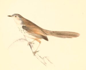 Namaqua Warbler