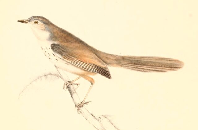 Namaqua Warbler