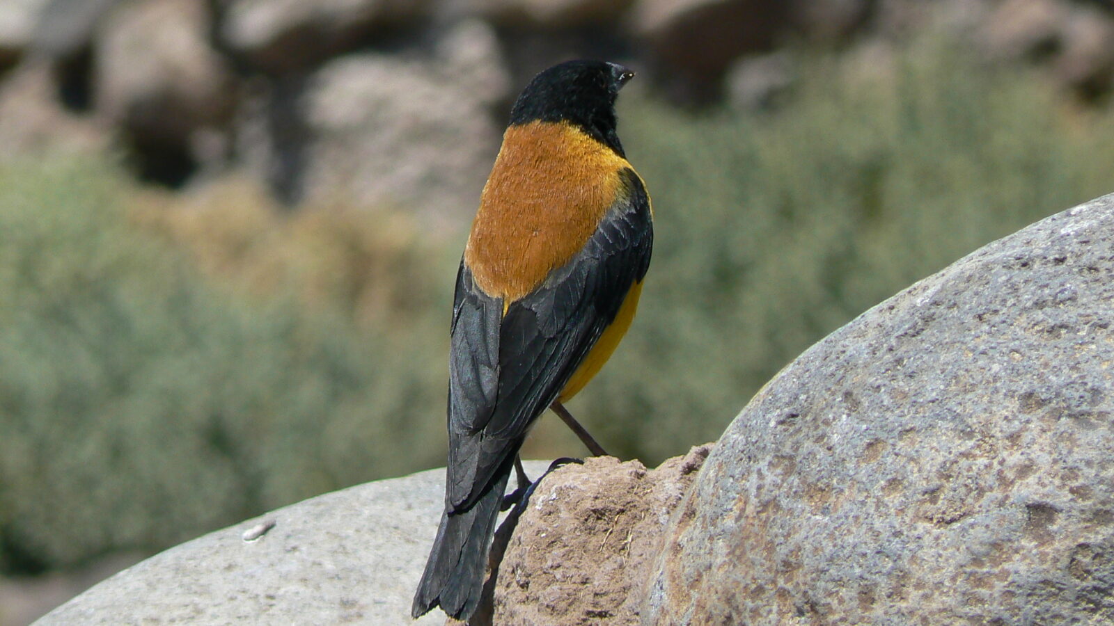 Black-hooded Sierra Finch