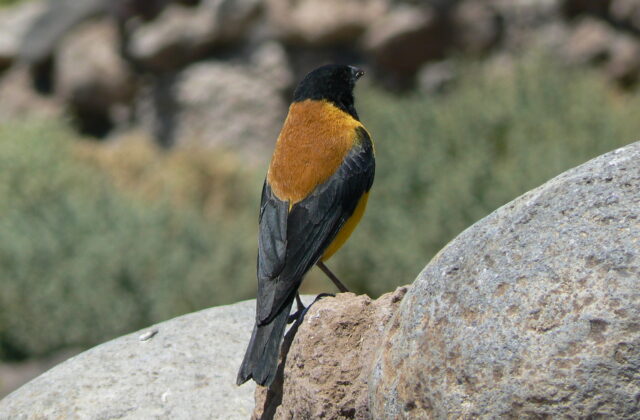 Black-hooded Sierra Finch