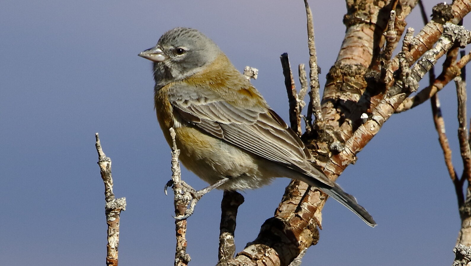Grey-hooded Sierra Finch