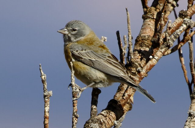 Grey-hooded Sierra Finch