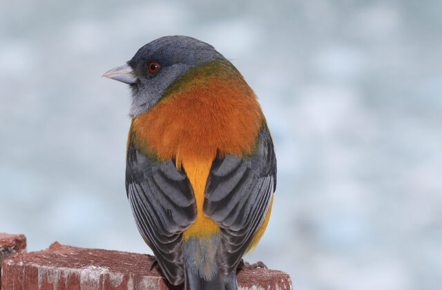 Patagonian Sierra Finch