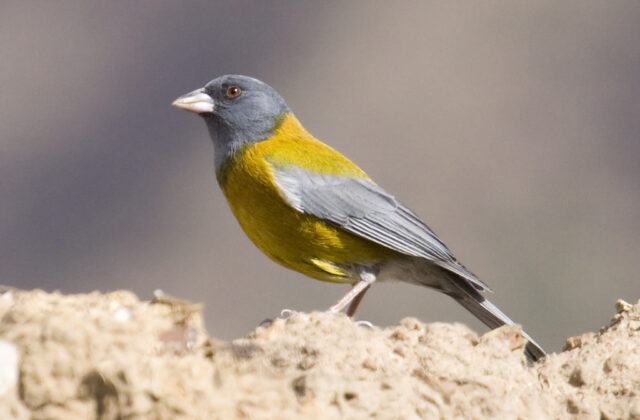 Peruvian Sierra Finch