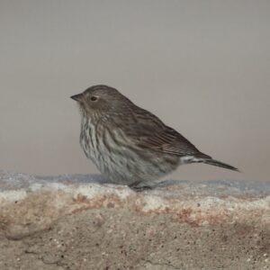 Plumbeous Sierra Finch