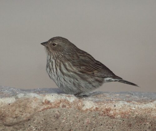 Plumbeous Sierra Finch