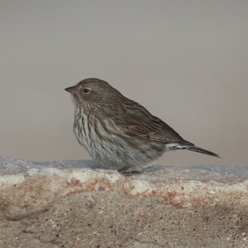 Plumbeous Sierra Finch