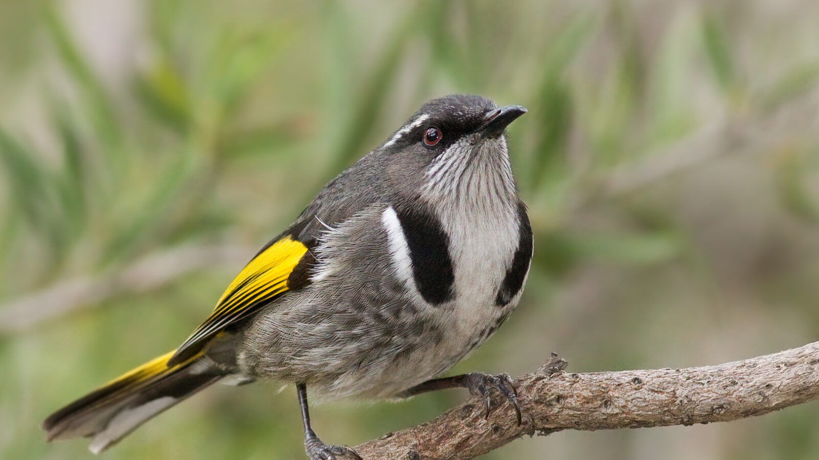 Crescent Honeyeater
