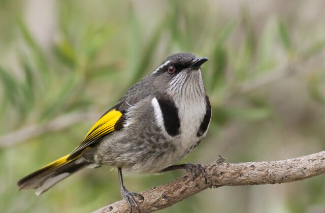Crescent Honeyeater