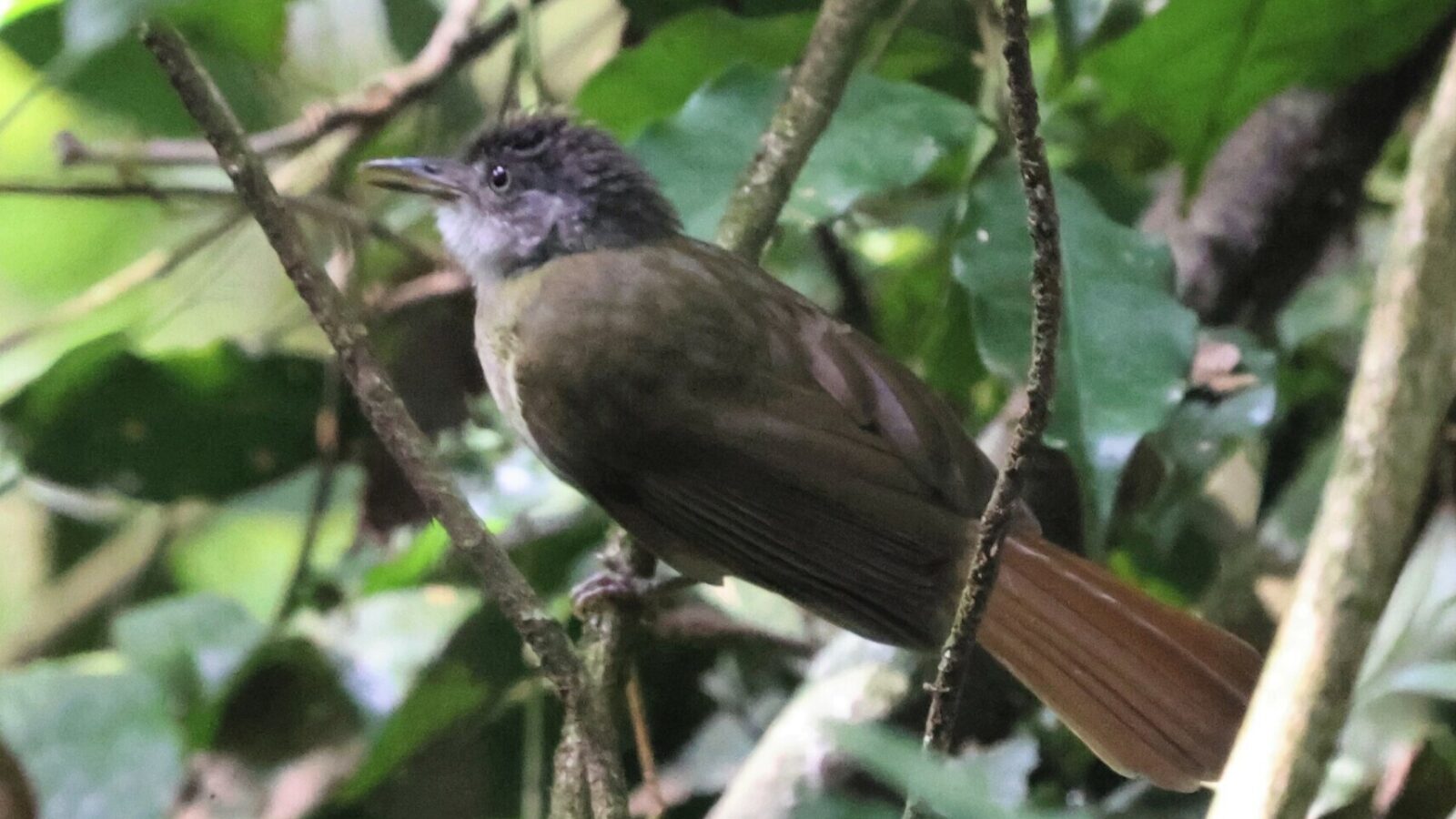 White-throated Greenbul