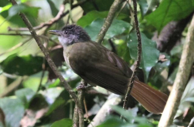 White-throated Greenbul