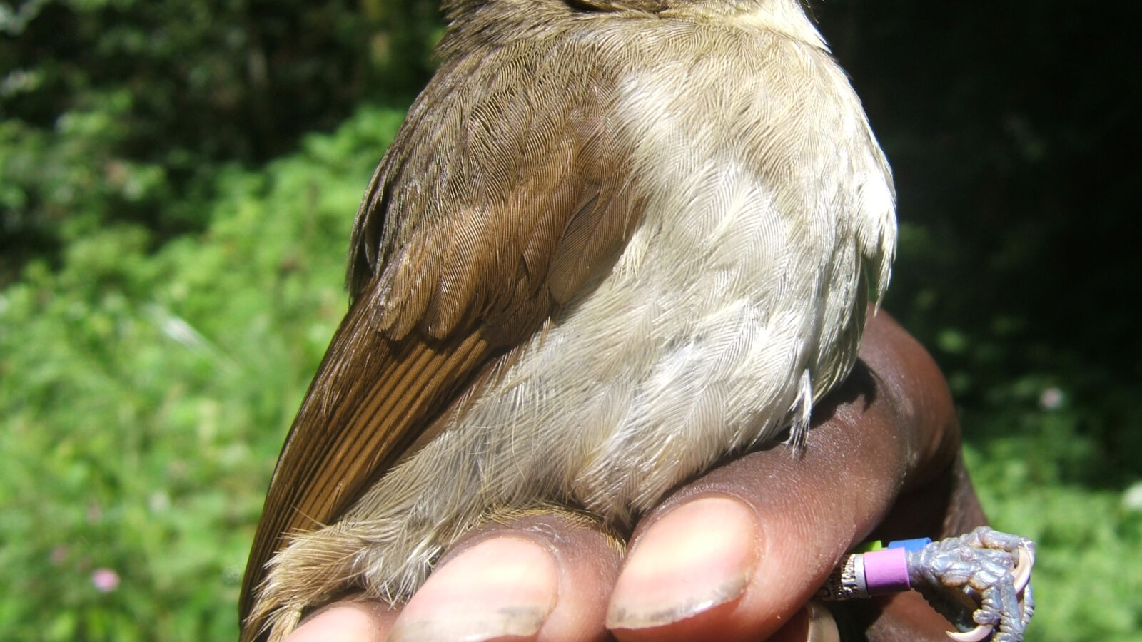 Cabanis’s Greenbul