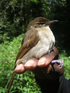 Cabanis’s Greenbul