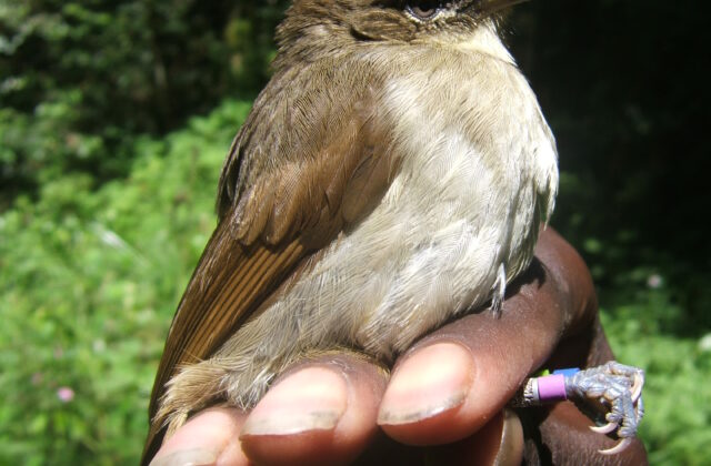 Cabanis’s Greenbul