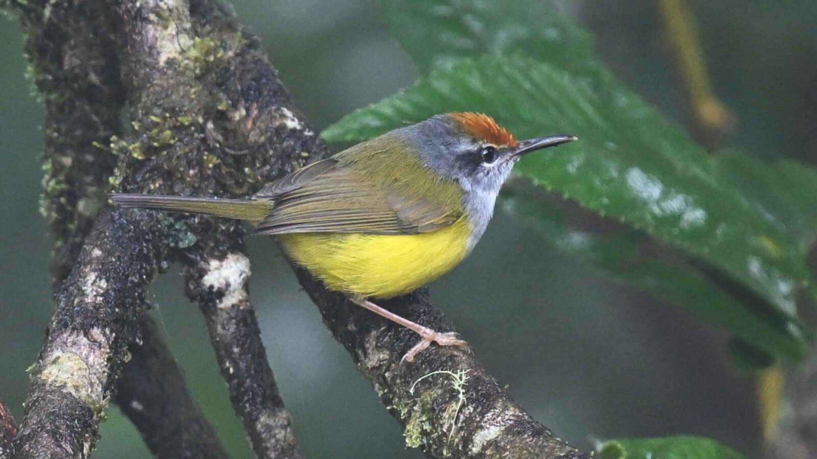 Mountain Tailorbird