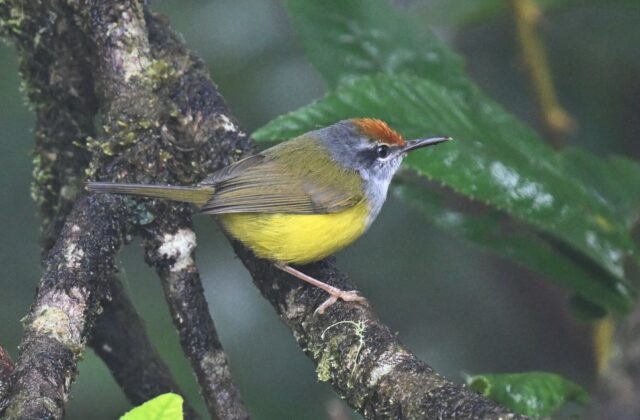Mountain Tailorbird