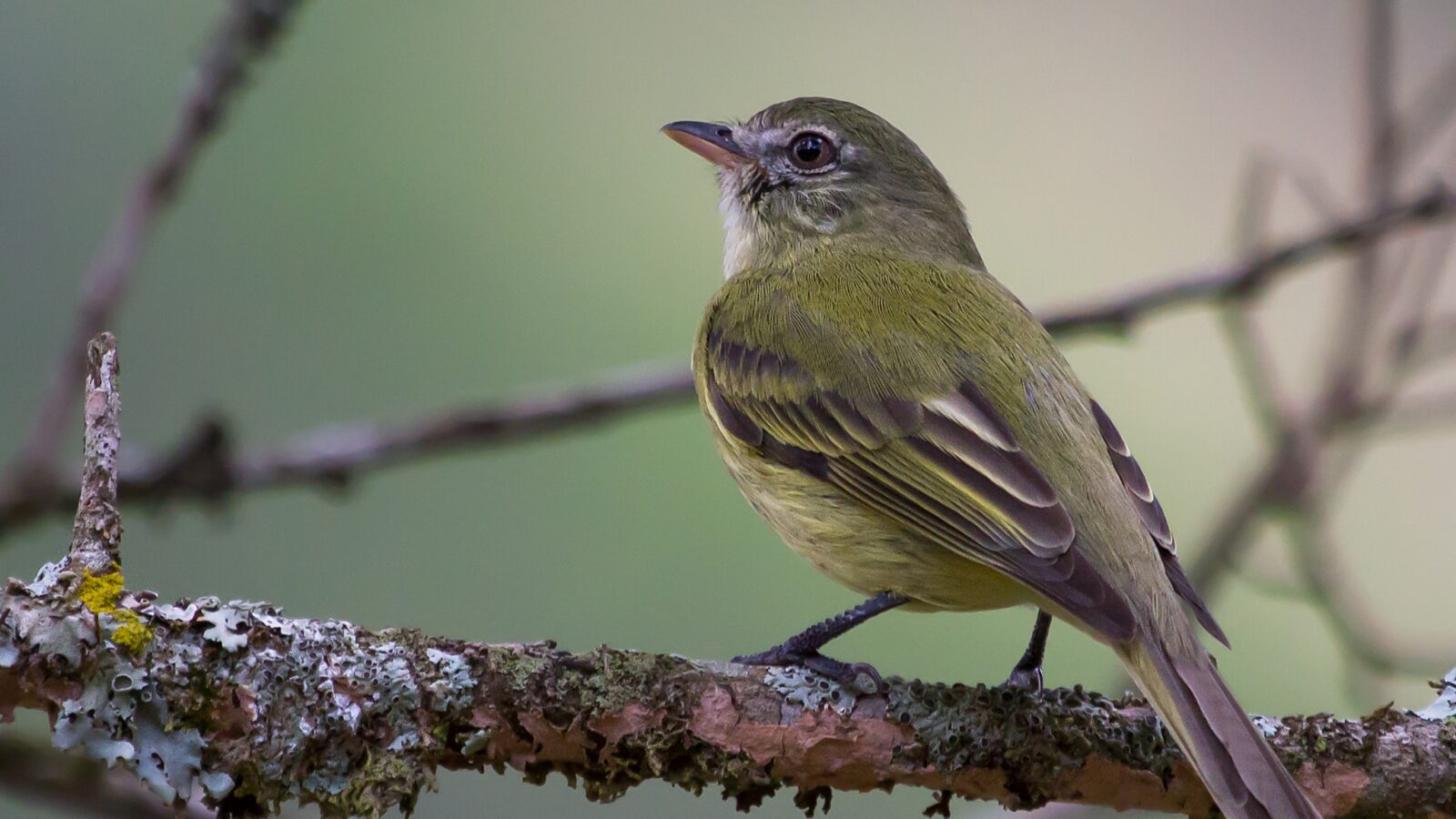 Rough-legged Tyrannulet