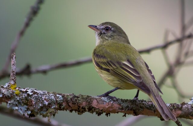 Rough-legged Tyrannulet
