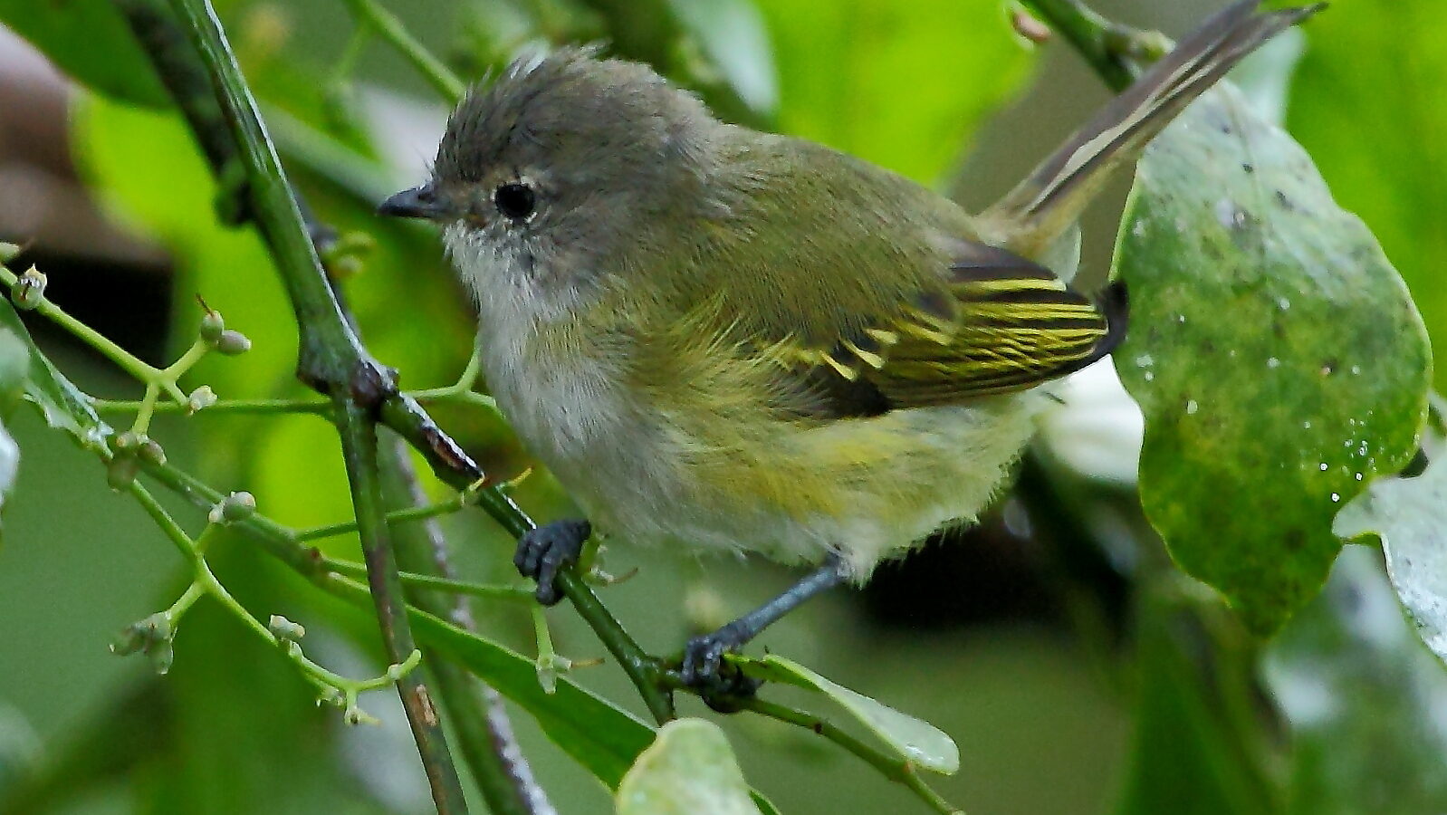 Grey-capped Tyrannulet