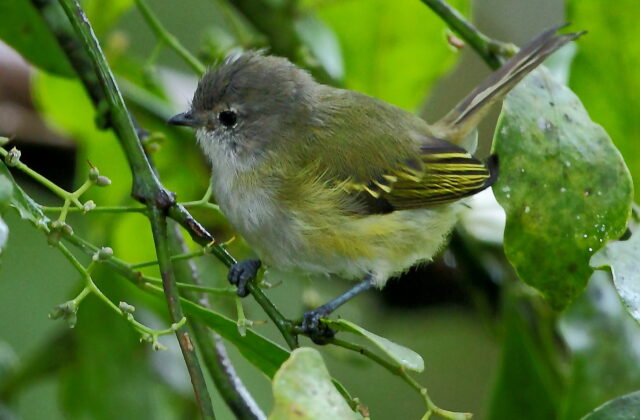 Grey-capped Tyrannulet