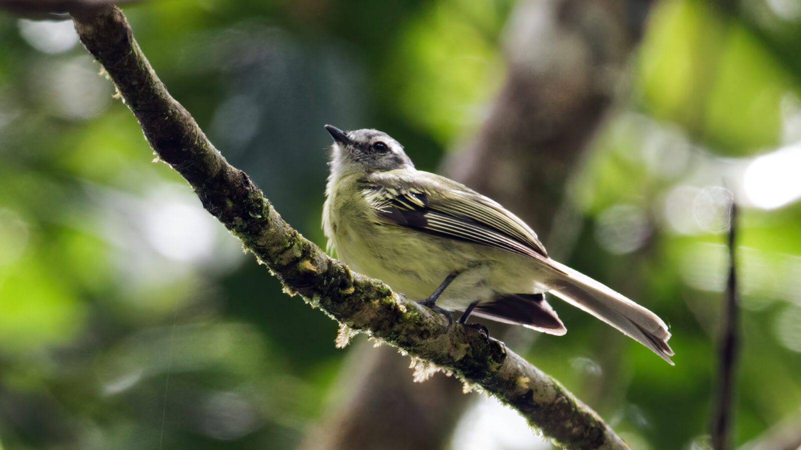 Plumbeous-crowned Tyrannulet