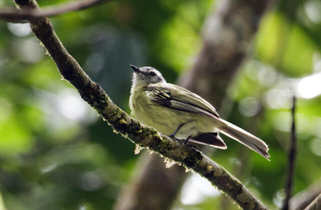 Plumbeous-crowned Tyrannulet