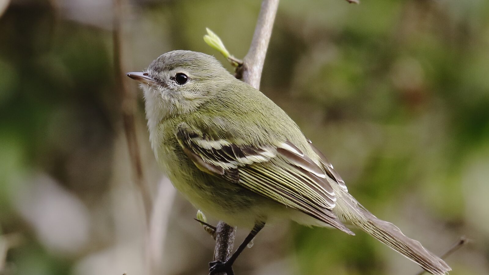 Reiser’s Tyrannulet