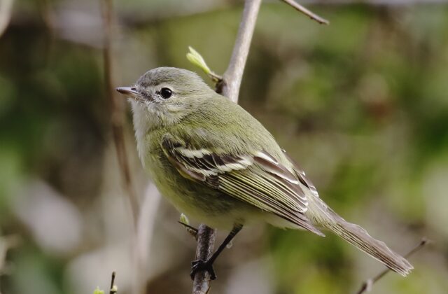Reiser’s Tyrannulet