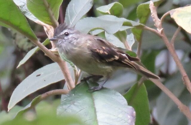 Tawny-rumped Tyrannulet