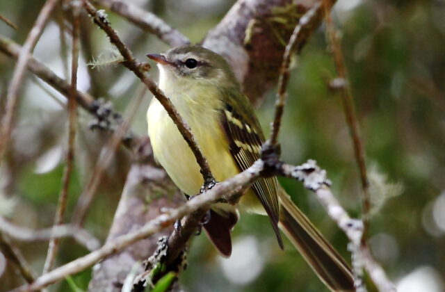 Greenish Tyrannulet