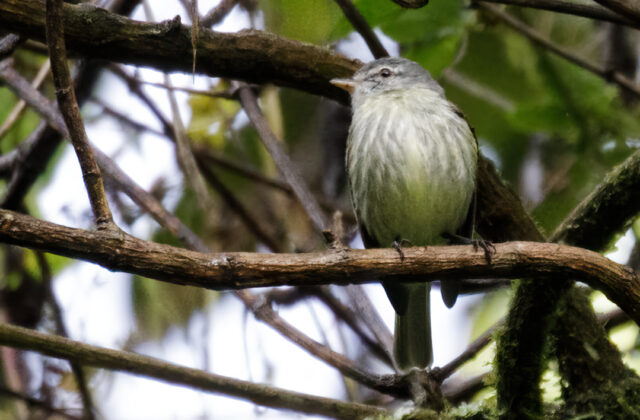 White-fronted Tyrannulet