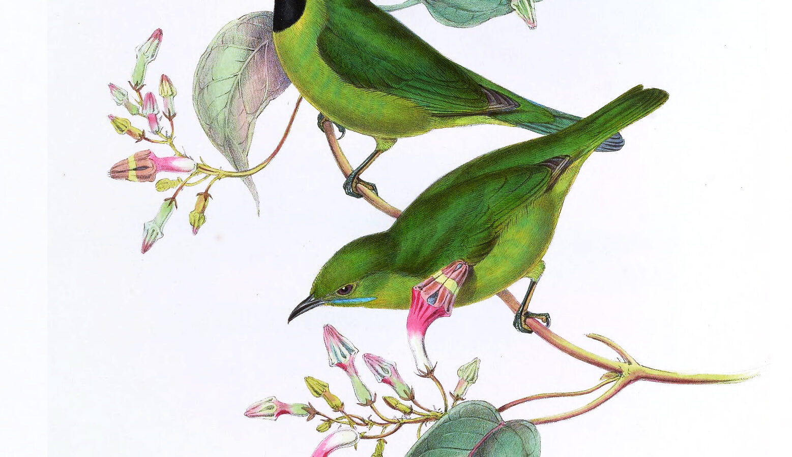 Lesser Green Leafbird