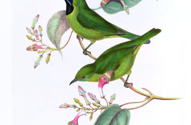 Lesser Green Leafbird