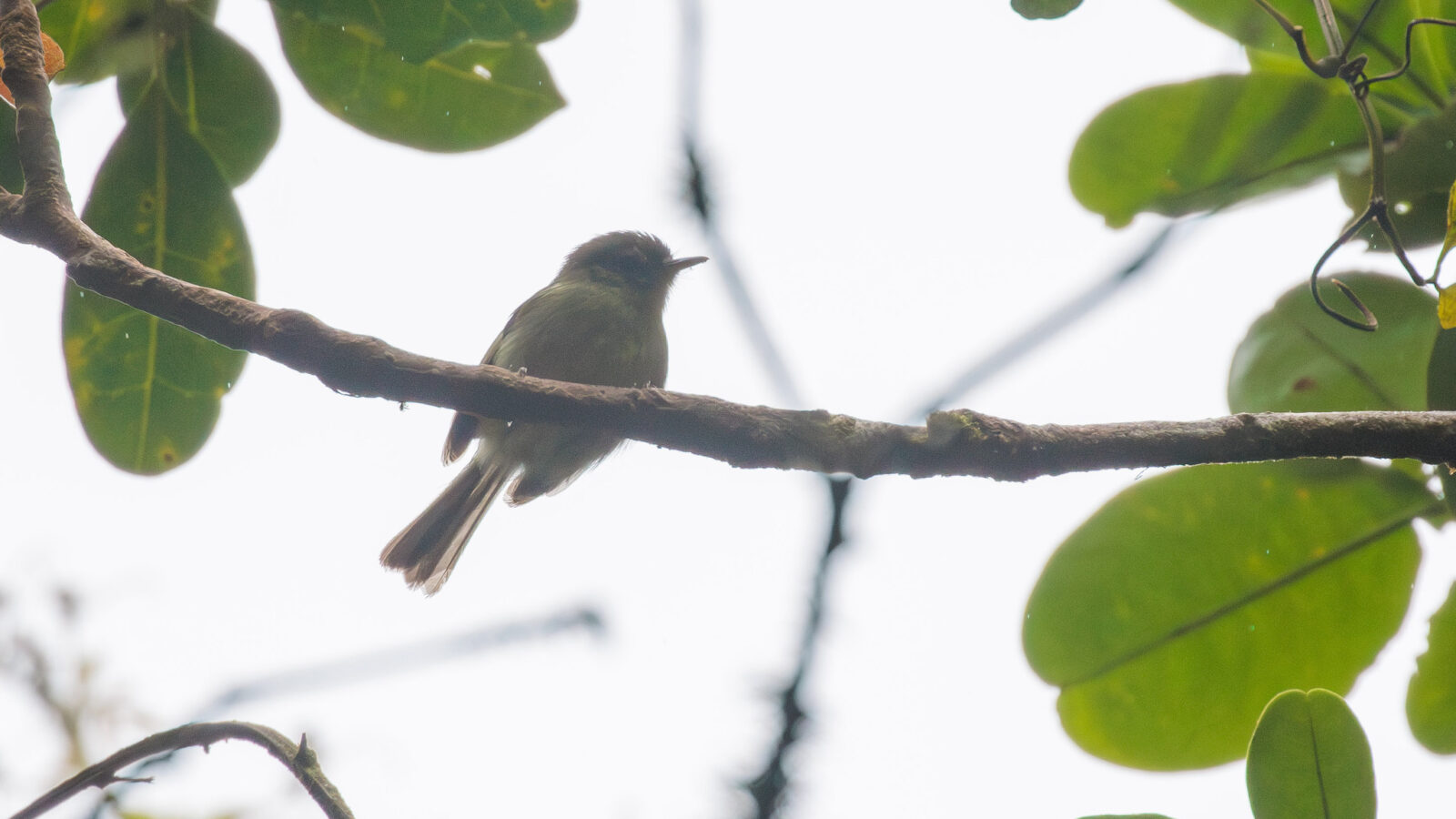 Bahia Tyrannulet