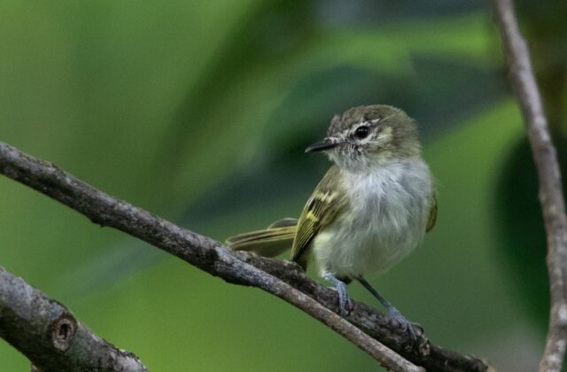 Alagoas Tyrannulet