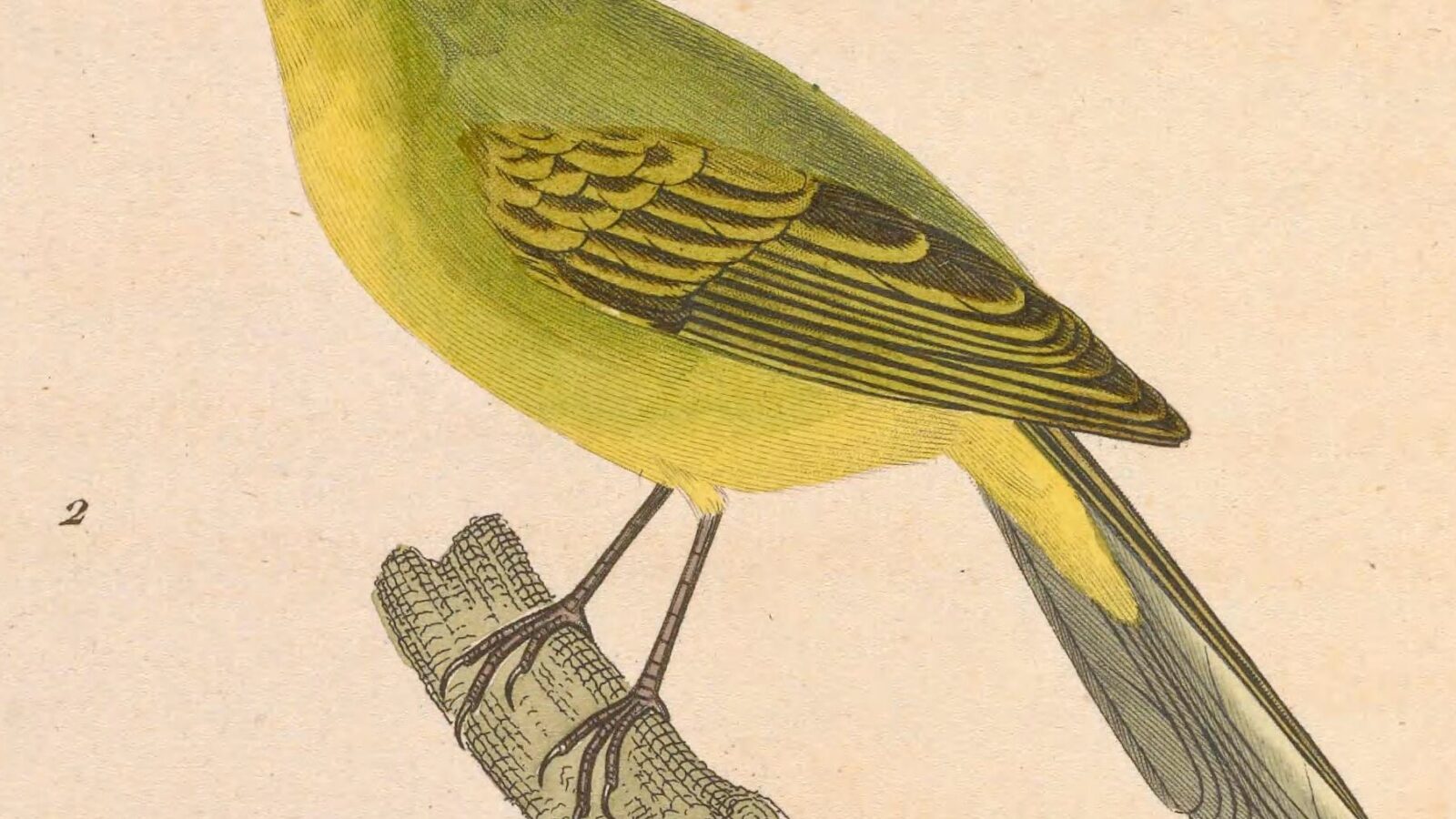 Southern Bristle Tyrant