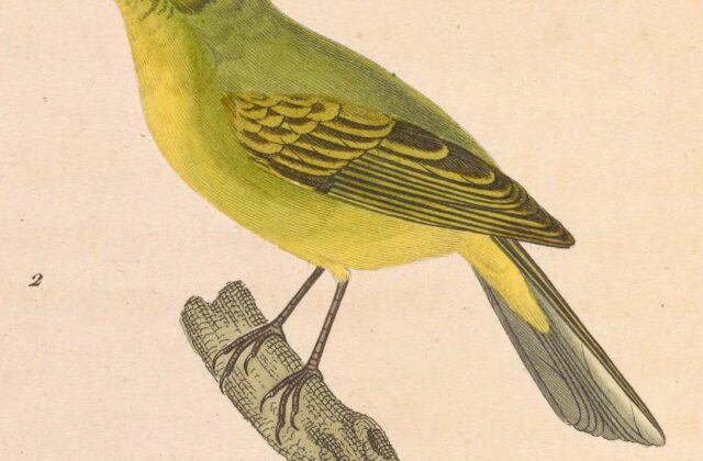 Southern Bristle Tyrant