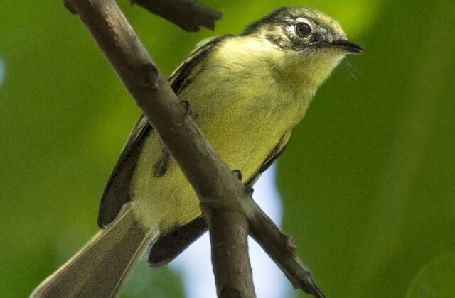 Panama Tyrannulet