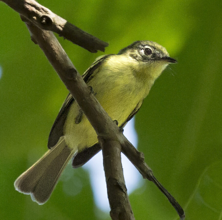 Panama Tyrannulet