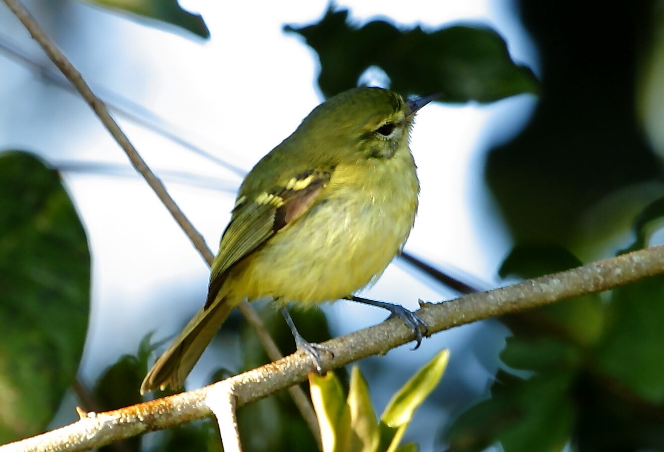 Restinga Tyrannulet