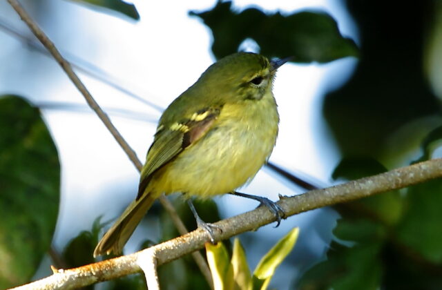 Restinga Tyrannulet