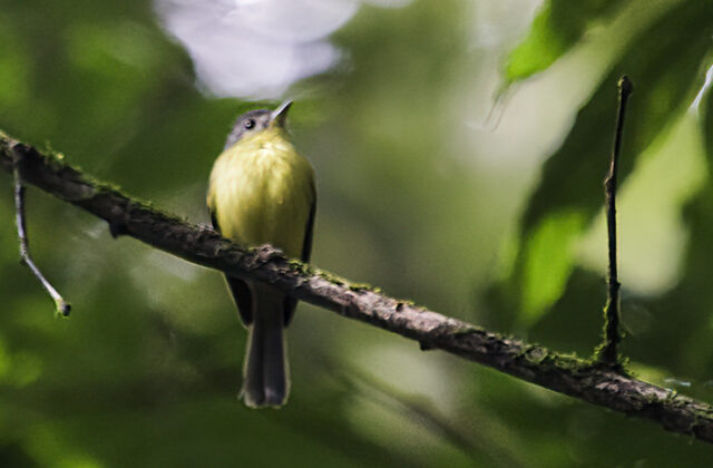 Antioquia Bristle Tyrant