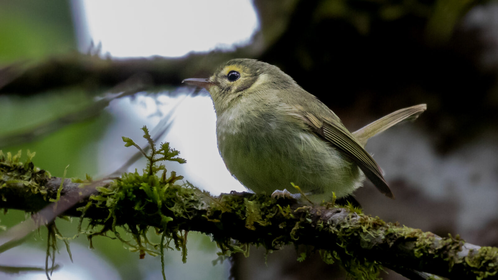 Oustalet’s Tyrannulet