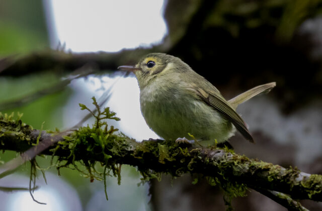 Oustalet’s Tyrannulet